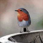 Robin vogel bilder