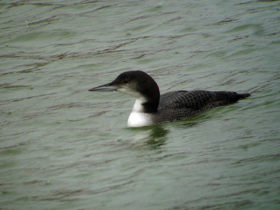 Seetaucher vogel bilder