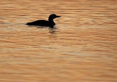 Seetaucher vogel bilder