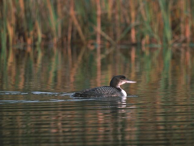 Seetaucher vogel bilder