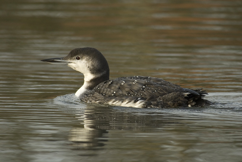 Seetaucher vogel bilder