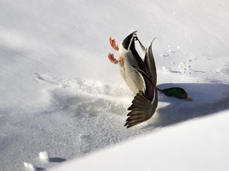 Seetaucher vogel bilder