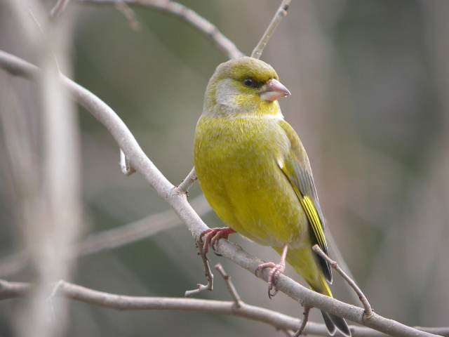 Seetaucher vogel bilder