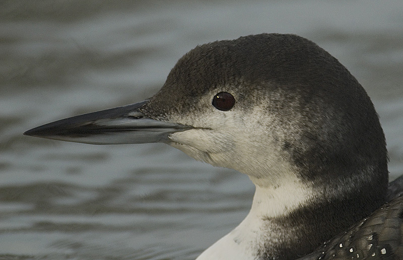 Seetaucher vogel bilder