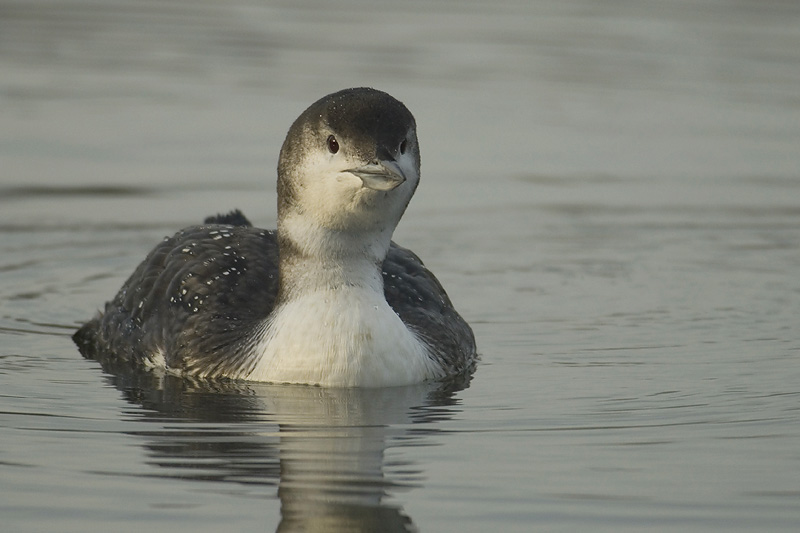 Seetaucher vogel bilder