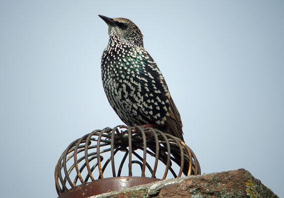 Spreeuwen vogel bilder