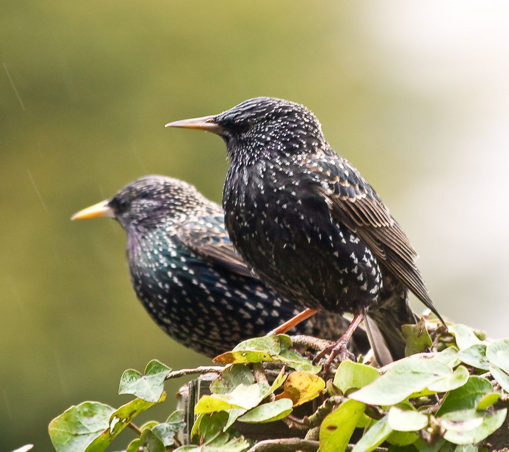 Spreeuwen vogel bilder