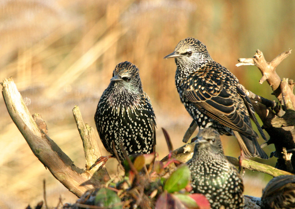 Spreeuwen vogel bilder