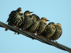 Spreeuwen vogel bilder