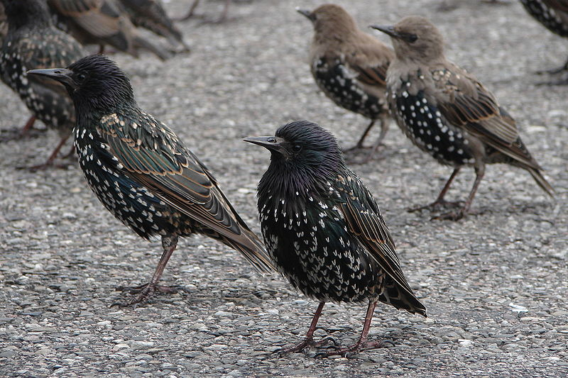 Spreeuwen vogel bilder