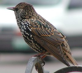 Spreeuwen vogel bilder