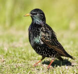 Spreeuwen vogel bilder