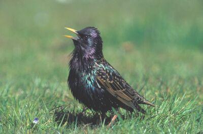 Spreeuwen vogel bilder