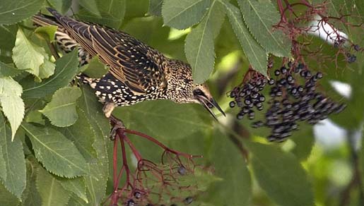 Spreeuwen vogel bilder