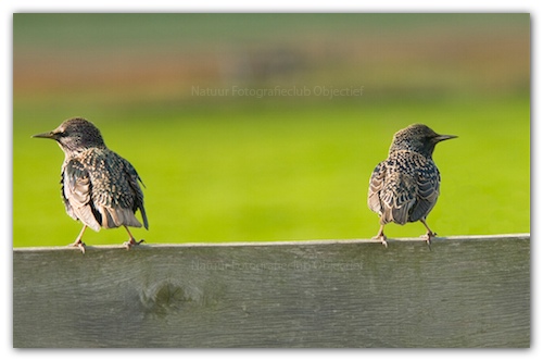 Spreeuwen vogel bilder