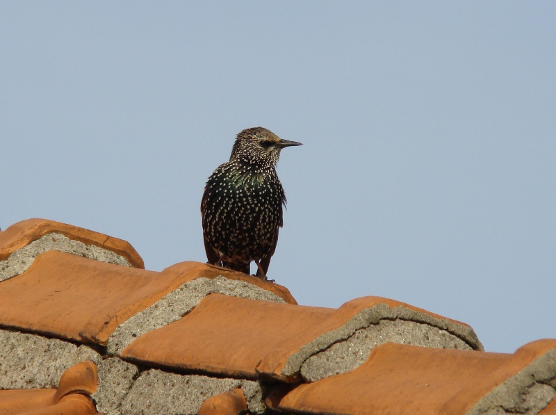 Spreeuwen vogel bilder