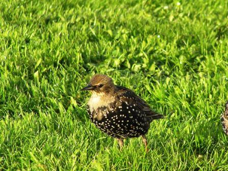 Spreeuwen vogel bilder