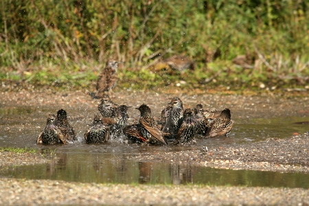 Spreeuwen vogel bilder