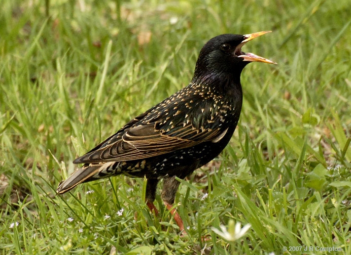 Spreeuwen vogel bilder