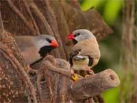 Sturmer kuchen vogel bilder