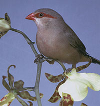 Sturmer kuchen vogel bilder