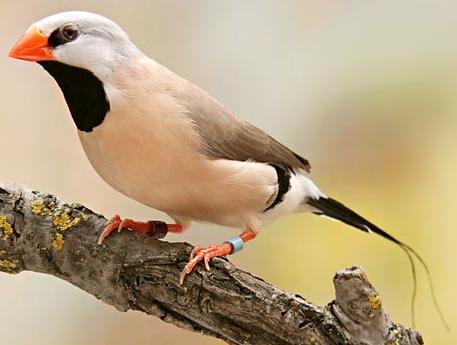 Sturmer kuchen vogel bilder