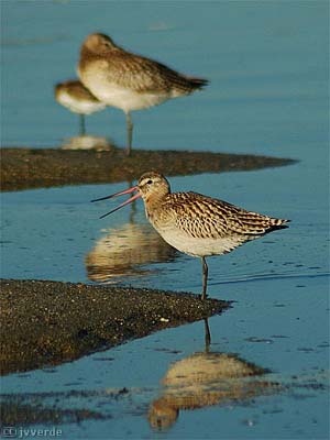 Uferschnepfe vogel bilder