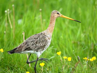 Uferschnepfe vogel bilder