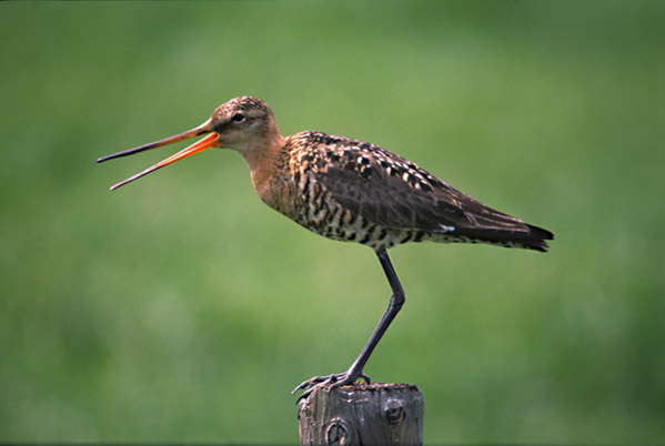 Uferschnepfe vogel bilder