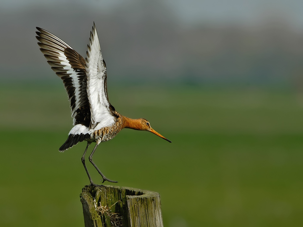 Uferschnepfe vogel bilder