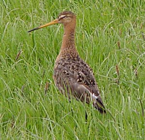 Uferschnepfe vogel bilder