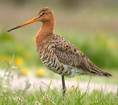 Uferschnepfe vogel bilder