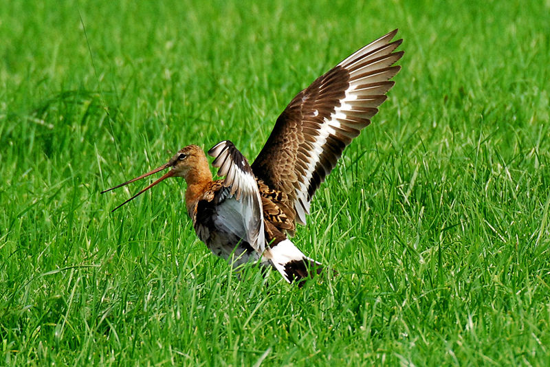 Uferschnepfe vogel bilder