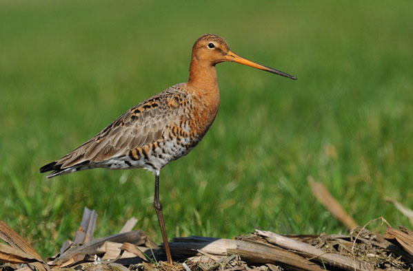 Uferschnepfe vogel bilder