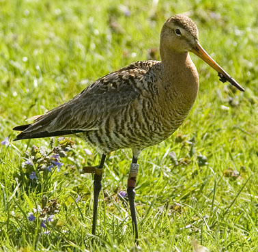 Uferschnepfe vogel bilder