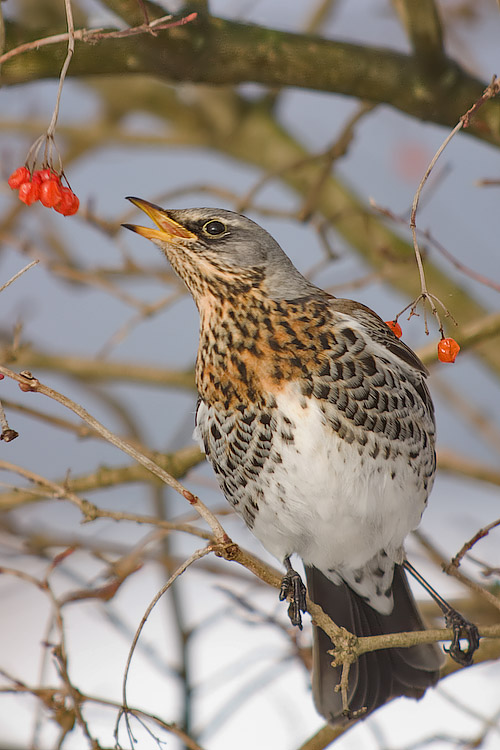 Wacholderdrossel vogel bilder