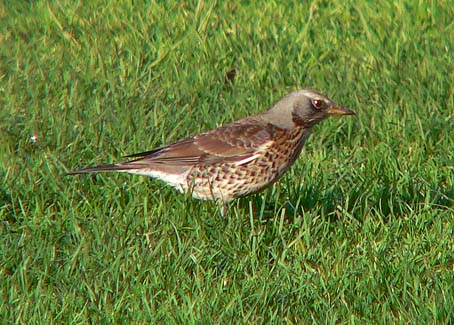 Wacholderdrossel vogel bilder