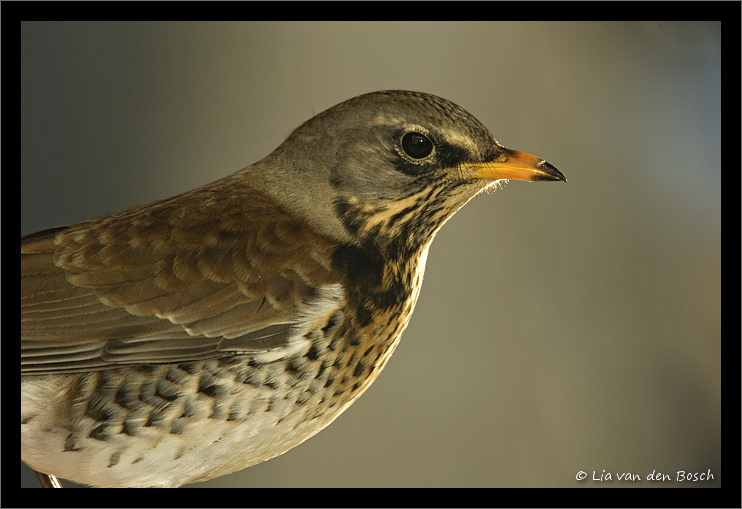 Wacholderdrossel vogel bilder