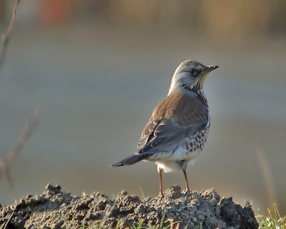 Wacholderdrossel vogel bilder