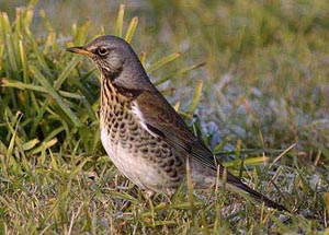 Wacholderdrossel vogel bilder