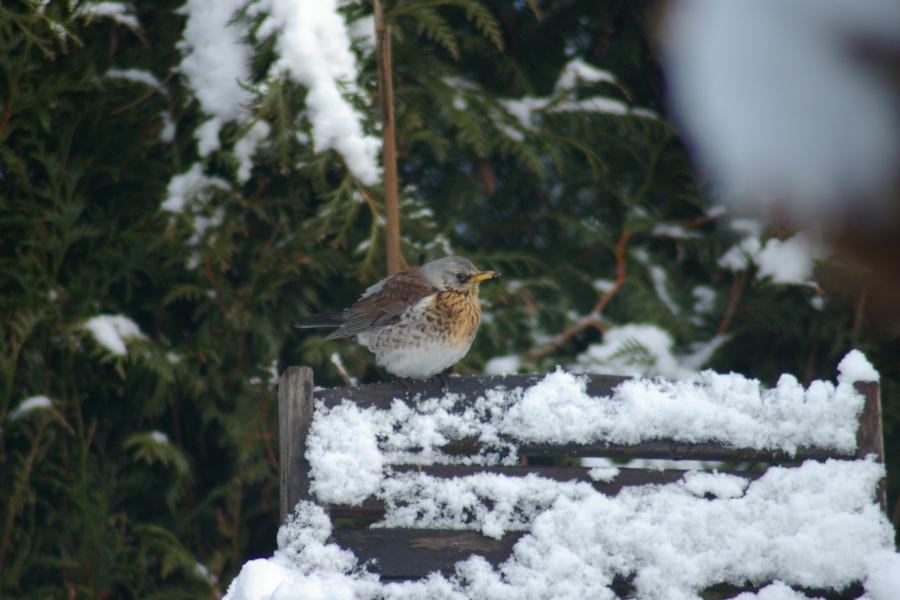 Wacholderdrossel vogel bilder