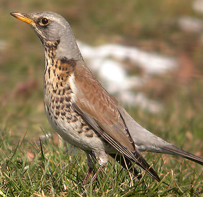 Wacholderdrossel vogel bilder