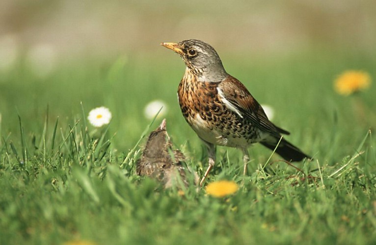 Wacholderdrossel vogel bilder