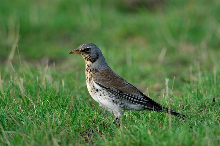 Wacholderdrossel vogel bilder