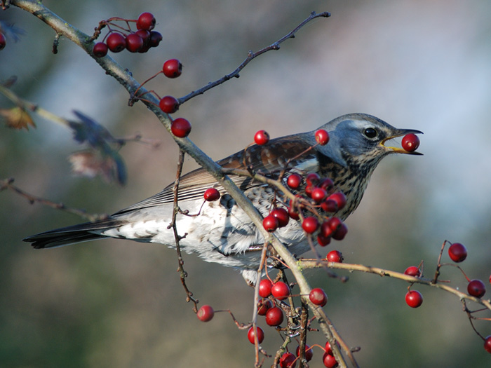 Wacholderdrossel vogel bilder