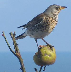 Wacholderdrossel vogel bilder