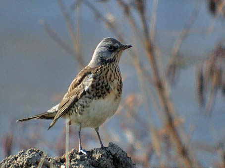 Wacholderdrossel vogel bilder