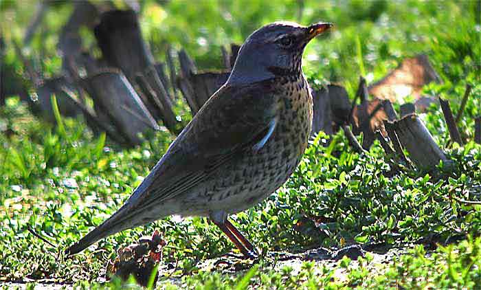 Wacholderdrossel vogel bilder