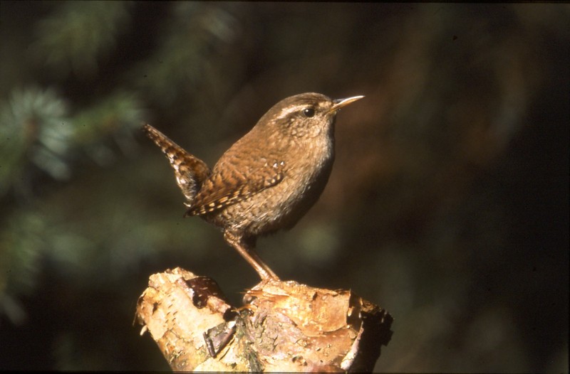 Zaunkonig vogel bilder