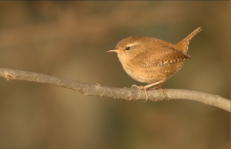 Zaunkonig vogel bilder